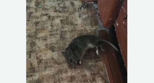 Дезинфекция от мышей в Лисино-Корпусе