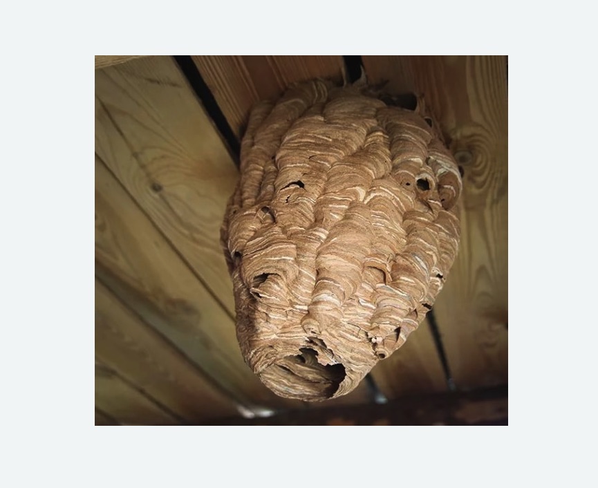 обработка от шершней в Лисино-Корпусе