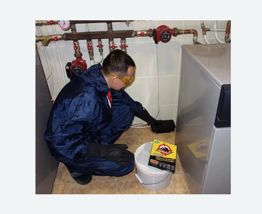 Уничтожение крыс в Лисино-Корпусе