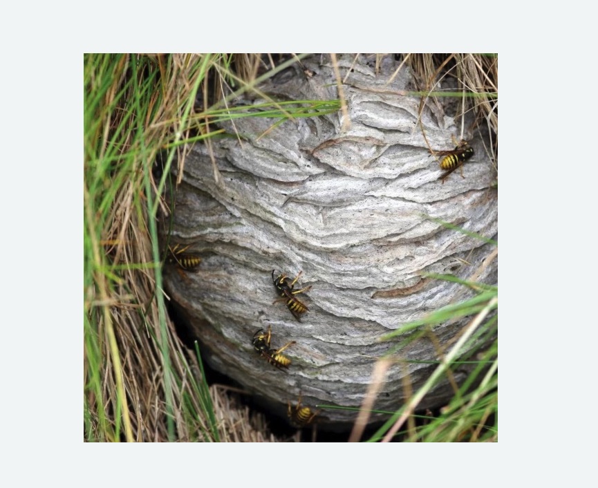 Уничтожение ос и ульев в Лисино-Корпусе